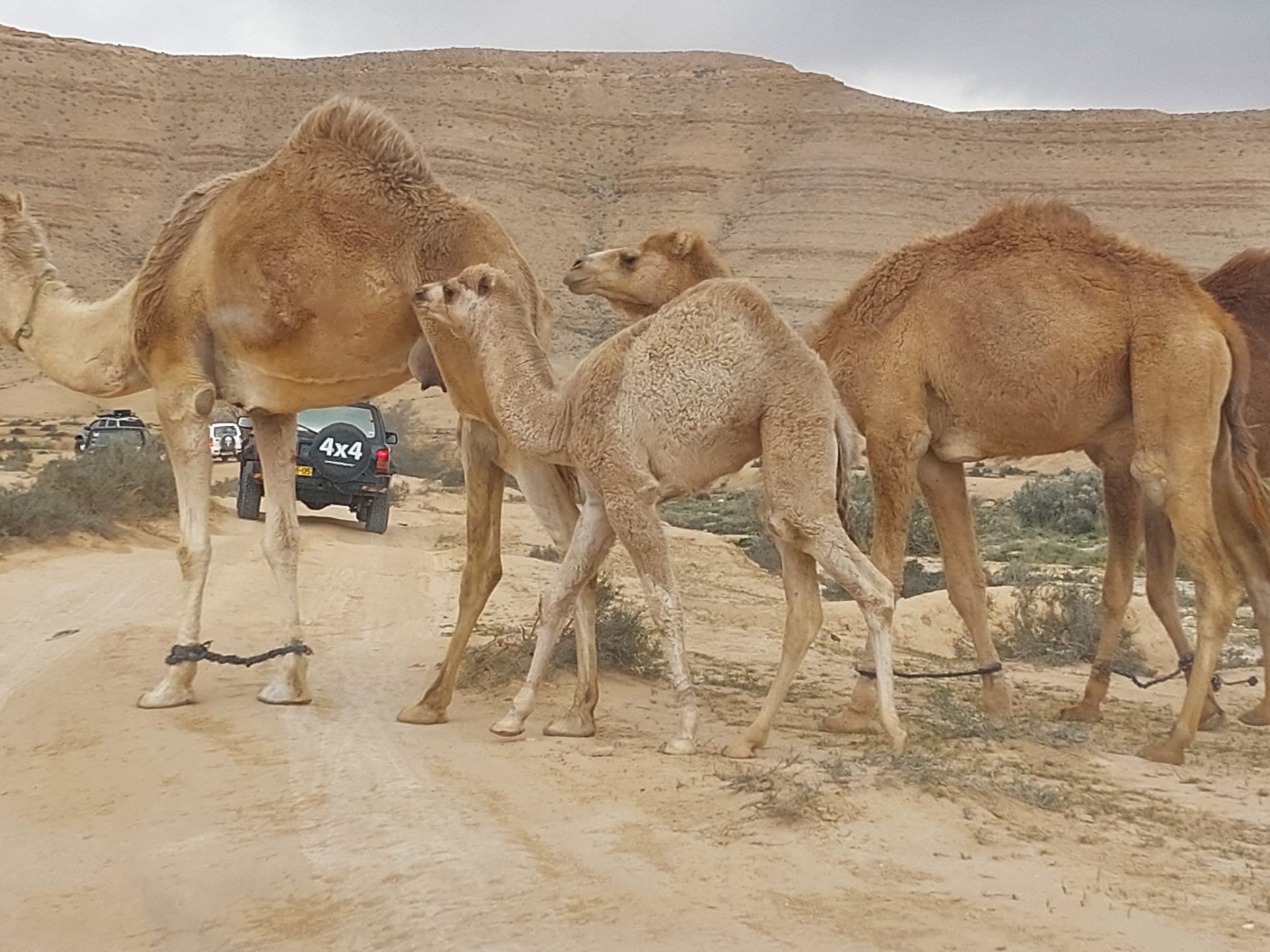 גמלים וגמל צעיר, וג׳יפ ברקע